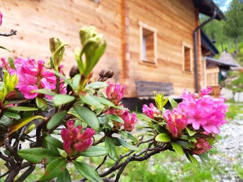 a bush with pink flowers in front of a building at Almhütte Kristabauer in Predlitz