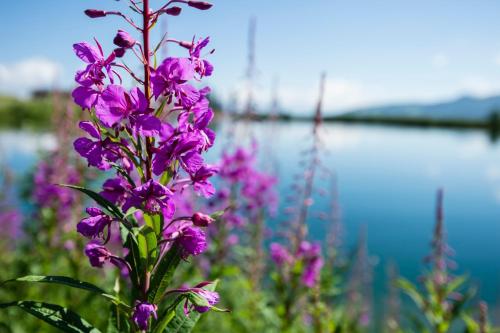a bunch of purple flowers in front of a body of water at M4 Appartements in Wagrain