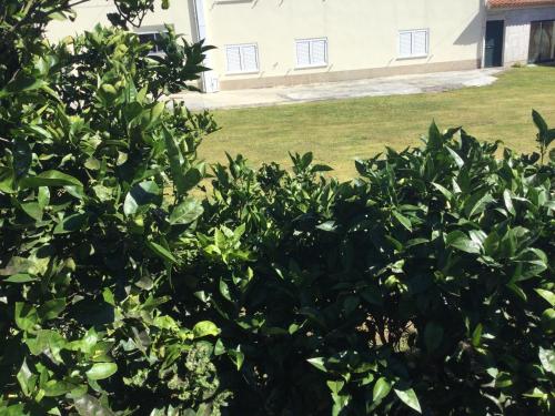 a bush with green leaves in front of a house at Room Villa Ribeiro pilgrims way to SANTIAGO bike a garage for Marinhas Esposende in Esposende
