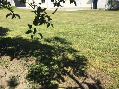 a shadow of a tree on a field of grass at Room Villa Ribeiro pilgrims way to SANTIAGO bike a garage for Marinhas Esposende in Esposende