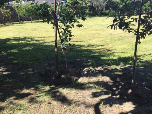 two trees in a field with shadows on the grass at Room Villa Ribeiro pilgrims way to SANTIAGO bike a garage for Marinhas Esposende in Esposende