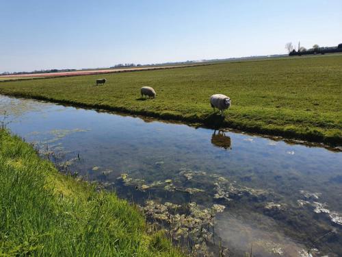 two sheep grazing in a field next to a river at Bed & Breakfast De Leekerhoek in Oosterleek