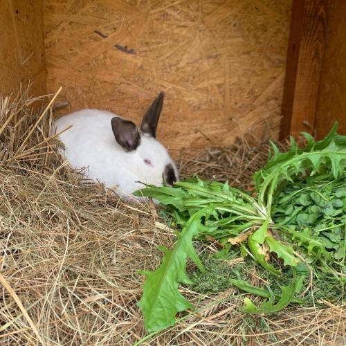 a white rabbit laying in hay next to some plants at Agro na Wapniarni in Białla