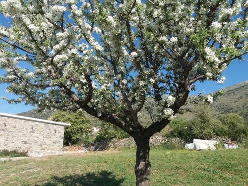 a tree with white flowers on it in a field at Seastone Villas in Almiropótamos