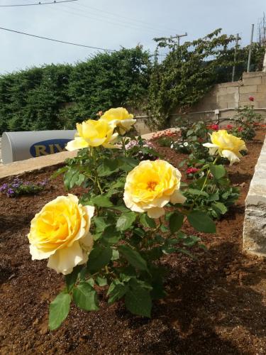 a group of yellow roses in a garden at Seastone Villas in Almiropótamos