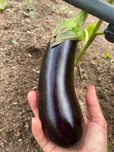 a hand holding a eggplant with a leaf on it at Il Nuraghe del lago Coghinas in Oschiri