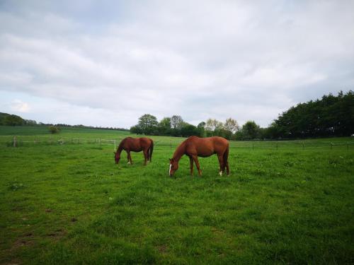 two horses grazing in a field of grass at Fischerhus in Rieseby