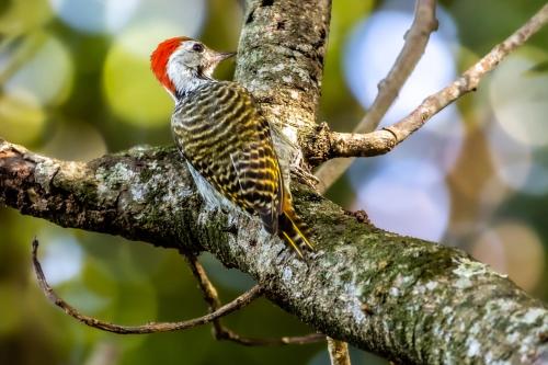 a bird perched on a tree branch at Ngoye Lodge in Mtunzini