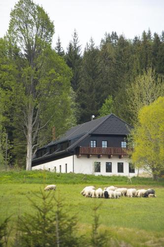 a herd of sheep grazing in a field in front of a house at Dvůr Lískový vrch in Strážný