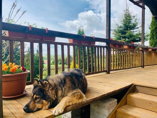 a dog laying on a wooden bench on a deck at Siedlisko Wiłkupie, Dom na wzgórzu in Wilkupie
