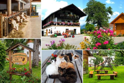 un collage de photos avec des chats assis devant un bâtiment dans l'établissement Ferienhof Kandler, à Rossleithen