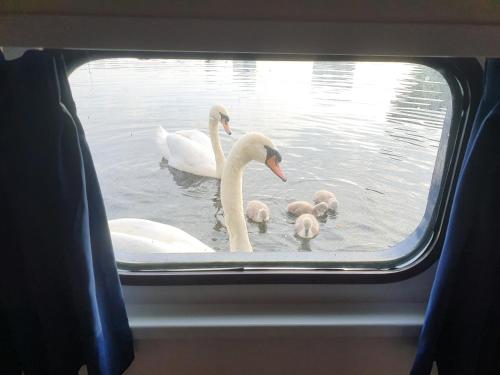 two adult swans and two babies in the water at Hotelboat Iris in Amsterdam