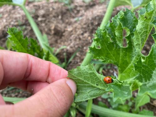 a person holding a leaf with a ladybug on it at Il Nuraghe del lago Coghinas in Oschiri