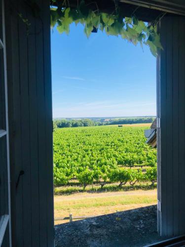 a window view of a vineyard from a farm house at Côte du Jardin in Pouillé