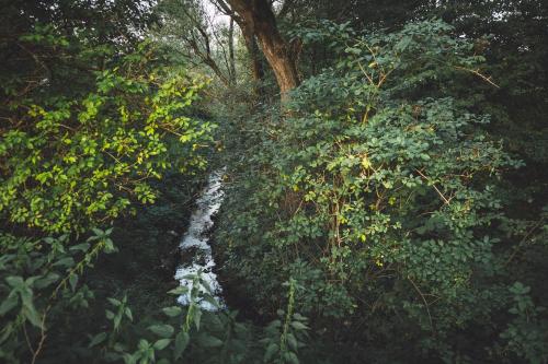 a stream in the middle of a forest at Domek na wsi - Fyrtokfest in Frysztak