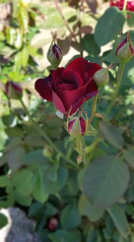 a red rose is growing in a garden at Namelis nr 1 Adelės sodyba in Sturmai