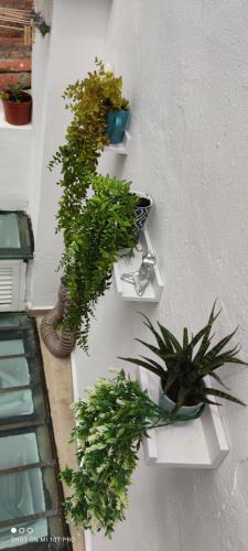 a group of potted plants on a wall at El Enclave in Chulilla