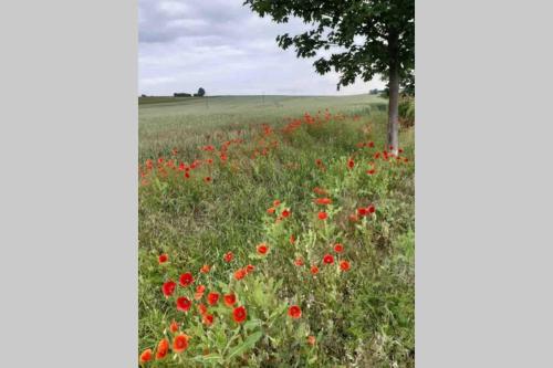 a field of poppies in a field with a tree at Einzigartiges Ambiente im ScheunenLoft in Küllstedt