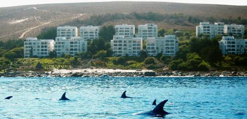 a group of dolphins swimming in the water in front of a city at Puerto Velero Primera Línea Primer Piso al lado de la Playa! 8pax in Puerto Velero