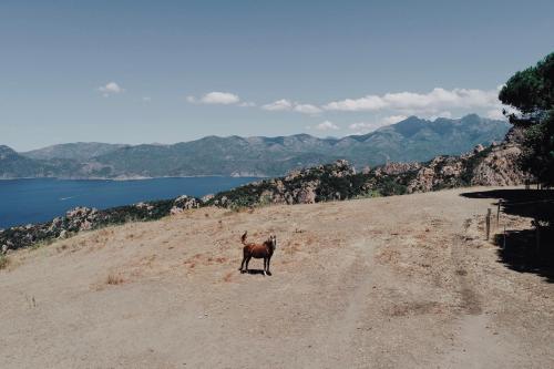 a goat standing on the side of a dirt road at Résidence de la Tour in Piana
