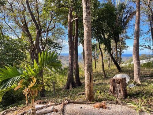a forest with trees and the ocean in the background at Amaj Eco Lodge in Sámara