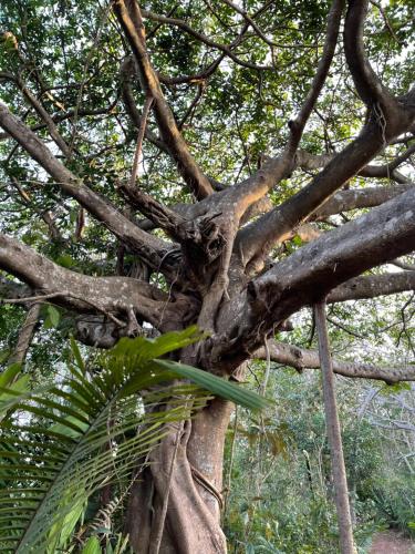 a tree with a bunch of branches and leaves at Amaj Eco Lodge in Sámara