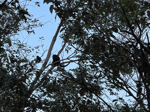two birds are sitting on a tree branch at Amaj Eco Lodge in Sámara