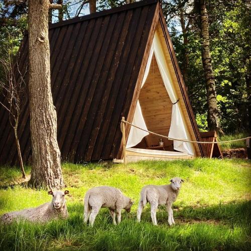 Sandfallet Glamping