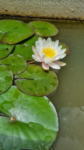 a white water lily sitting on top of green lily pads at La Margottière chez isa et titi in Rians