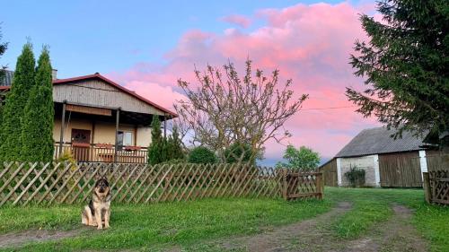 a dog sitting in the grass in front of a fence at Siedlisko Wiłkupie, Dom na wzgórzu in Wilkupie
