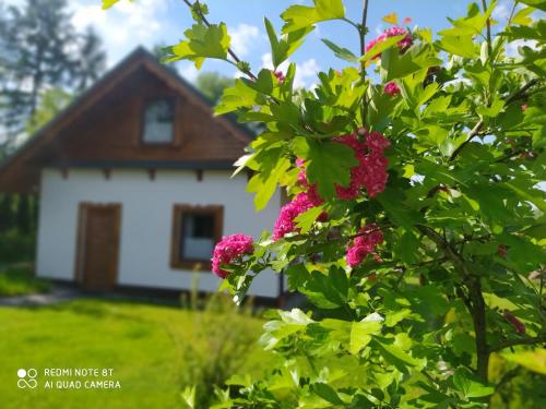 a tree with pink flowers in front of a house at Na Szlaku - domki do wynajęcia in Rabka-Zdrój