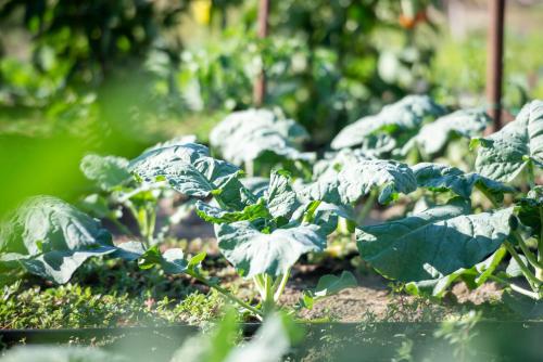 a row of green plants in a garden at Villa Tsitreli in Sikia