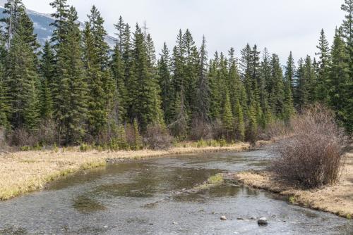 a river in the middle of a field with trees at Spring Creek Luxury King One Bedroom at White Spruce Lodge in Canmore