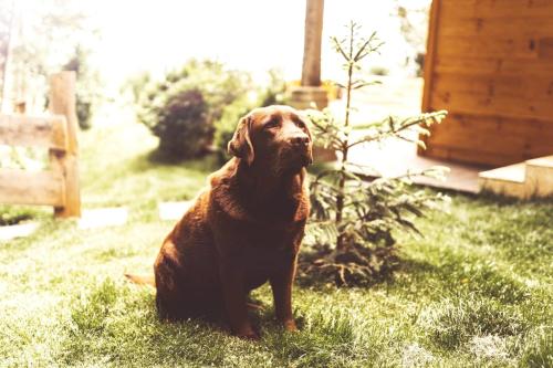 a brown dog sitting in the grass in the yard at Stodingerhütte in Winkl