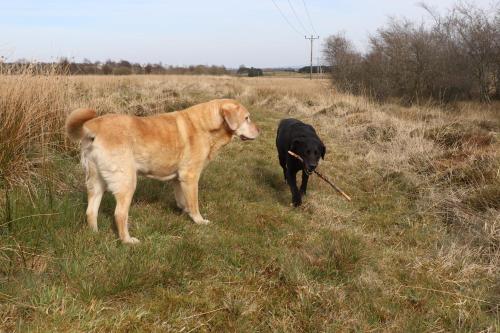 two dogs standing in a field with a stick in its mouth at Blairmains Guest House in Kirk of Shotts