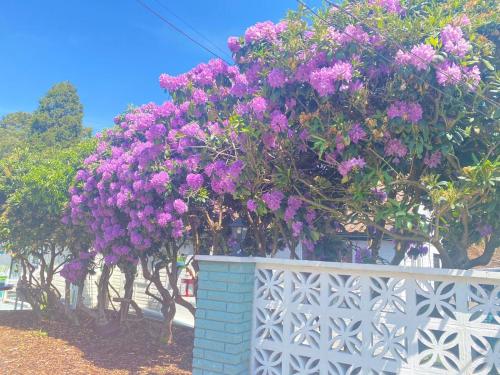 a bunch of purple flowers on a white fence at Hazelwick in Hookwood