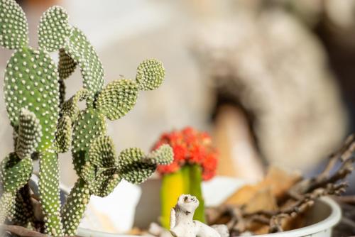 a close up of a cactus in a vase at Villa Tsitreli in Sikia