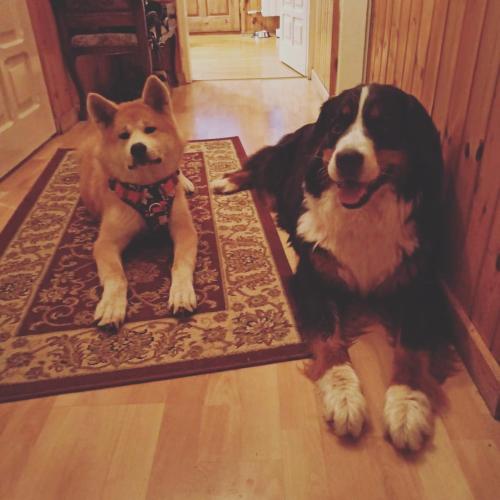 two dogs are sitting on mats on the floor at Noclegi u Ewy in Witów