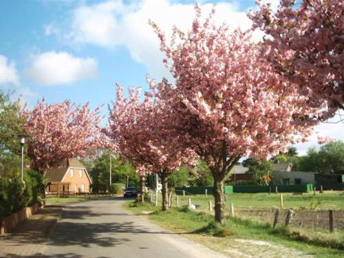 a street with trees with pink flowers on it at Captain Baack in Nieblum