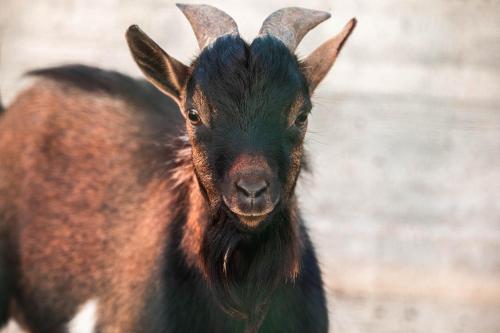 a black goat with horns looking at the camera at B&B La Mortella in Albanella