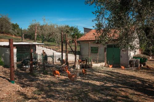 a group of chickens in a fenced in yard at B&B La Mortella in Albanella