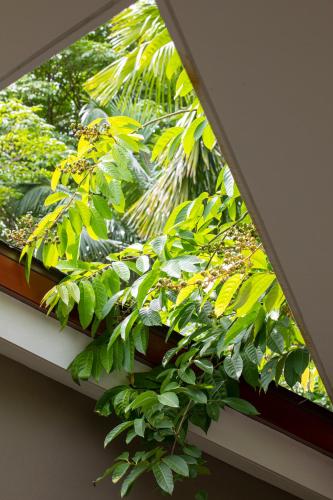 a window with a bunch of green plants on it at Pumilio Mountain & Ocean Hotel in Jacó