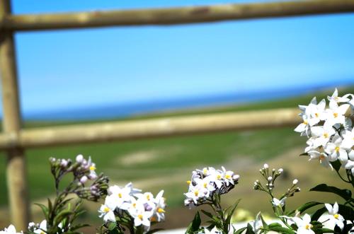 a bunch of white flowers with the ocean in the background at RE UMBERTO b&b - Suite di charme e Country rooms in San Salvo