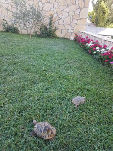 two turtles sitting in the grass in a yard at Vila Damir in Gradac
