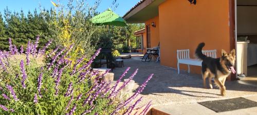a dog walking in a yard next to a house at Willy's Country Club Cauquenes in De Cauquenes
