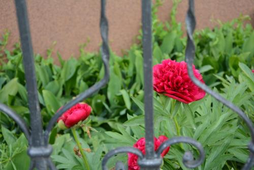 two red flowers in a garden behind a iron fence at Téli Berek Vendégház in Abod
