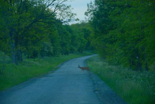 a deer standing in the middle of a road at Téli Berek Vendégház in Abod