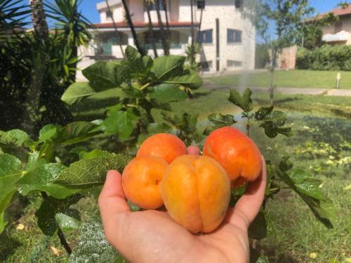 a hand holding three tomatoes in a garden at Chiara’s Home in Davoli