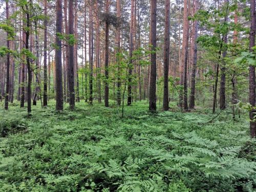 a forest filled with green plants and trees at Agroturystyka Pasynki 44 in Zabłudów