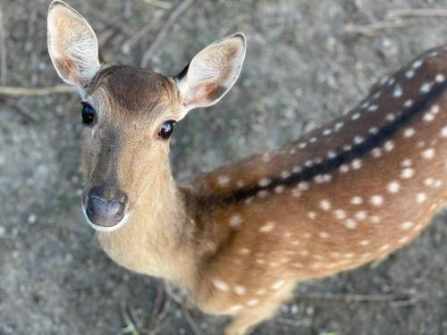 Animales en la habitación en casa particular o alrededores